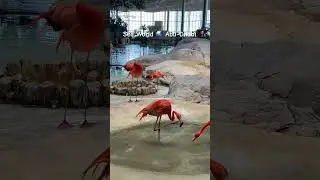 Flamingo 🦩 in Abu-Dhabi UAE #dubai #seaworld #sea