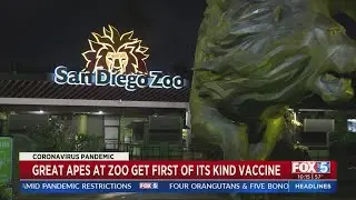 Great Apes At San Diego Zoo Receive COVID-19 Vaccine