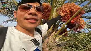 Dates And Mango Farm Visit UAE || Khajur Or Amm Farm Vlog