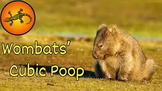 Why Do Wombats Poop Cubes?