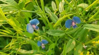 Lathyrus sativus | মাসকলাই | মাসকলাই ফুল | grass pea|