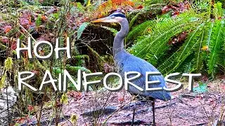 HOH RAINFOREST | Olympic National Park | Hall of Mosses Trail and The Spruce Nature Trail
