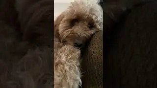 Dog&rsquo;s can speak. #dog