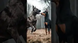 The Insane World of Dog Fusion Hybrids #shorts #dogs