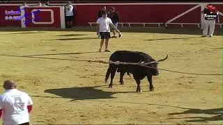 XII CONGRESO NACIONAL DEL TORO CON CUERDA LODOSA 2015 〰️🐂 salidas Amposta y Villaluenga de la Sagra