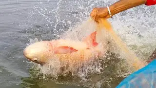 Fishing videos 9Months After Tiger jhinga fish Size Was Amazing 