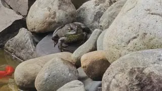 Large Amphibian | American Bullfrog | Largest Frog in North America