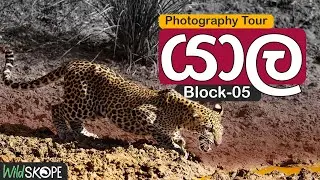 Wildlife Photography Tour | යාල ජාතික වනෝද්&zwj;යානය | Yala National Park Block 05 | Sri Lanka