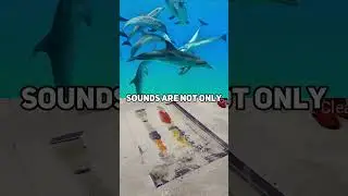 The Complex Social Structure of Dolphins