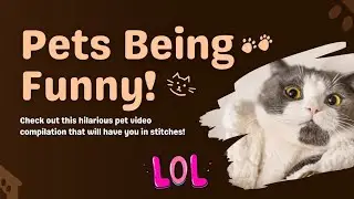 &ldquo;Best Funny Pets 2025 🐾 Viral Animal Compilation&rdquo;