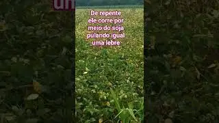o pingo viu algo no meio do soja e saiu pulando igual uma lebre