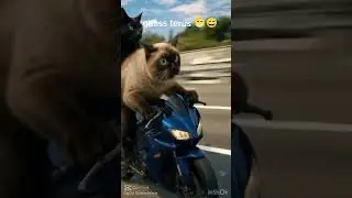 Otobanda Heyecan Dolu Anlar #explore #cat #yavruhayvanlar #funny #ytdayibenionecikarnolur #animals