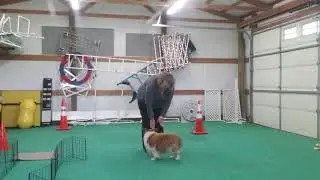 Bailey Overture Technical