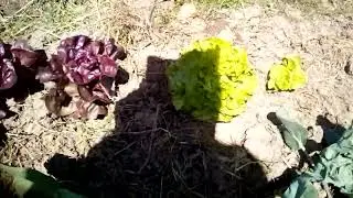 Iriuko organic farm 2026 tour and update