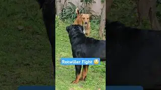 🐕Rotwiller fight mode🐕.. Rottweiler vs. street Dog  #shorts #ytshorts #rottweiler #streetdog #dogs