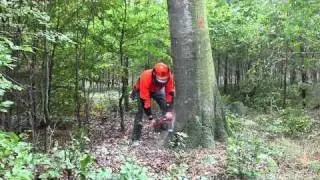 Working with chainsaws: Open-face directional notch, version A