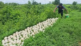 OMG unique- An old farmer went down to the vegetable garden and saw a lot of duck eggs in the grass.
