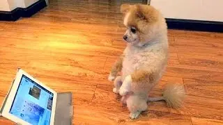 FUNNIEST VIRAL DOG VIDEOS 2018 😂😂 It's TIME TO LAUGH!