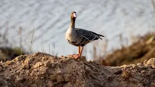 Белолобые гуси выходят на берег. Anser albifrons. Птицы Беларуси.