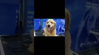 #pets #grooming #dog #goldenretriever ❤️