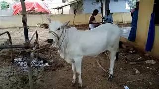Ongole Breed