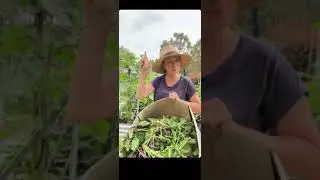 New techniques in compost production