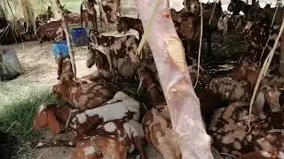 Goat farming in Dera Ismail khan| Bakri palana / 20 bakrion say 20 lakh kamaeyain
