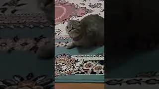 🪄🐝Maya The Cute and Curious Cat🪬Maya's daily routines🧸🍼 #arımaya 🐝🍯🌻 #cat #maya #cute #catvideos