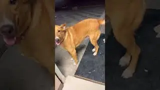 Most Aggressive Kombai Dog || #shorts #desi