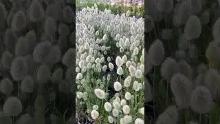 Comment APP and I&rsquo;ll DM the link to my garden shop that has free S/H on seed only orders!!! Find t