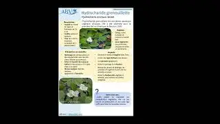 Hydrocharide grenouillette  fr