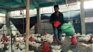 ৩১দিনে মুরগির গড় ওজন২কেজি ২০০. ওজন কি ঠিক আছে অভিজ্ঞ ভাইদের কাছে জানতে চাই।