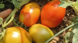 टमाटर की loadings मार्केट  खेती export #टमाटर #tomato #tomatosauce #vi #tamatar_ki_kheti_kaise_kare 