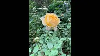 David Austin Roses collection