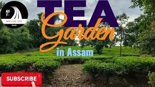 Tea Garden in Assam #youtube #travel #nature
