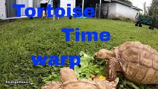 Tortoise Time Warp ~ GoPro hero 7 black