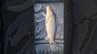 Mooie schubkarper op de boilies. ##karpervissen #schubkarper #fishing