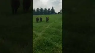Cow limping on back leg