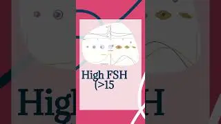 The FSH test explained