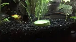 Flying Fox Eating Cucumber