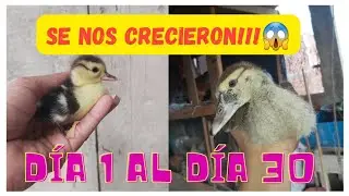 Crecimiento de patos mudos(muscovy) desde su nacimiento al día 30 🦢🦆🥰✅ #patosmuscovy #patos