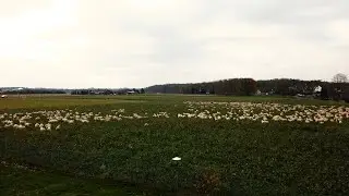 Schafherde