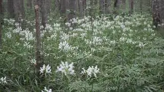 Thousands of orchids today