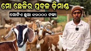 ମୋ ଛେଳିର ପ୍ରବଳ ଡିମାଣ୍ଡ || How to start a good goat farm in Orissa. @EfarmingOdisha