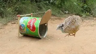 New Style ! Unique DIY Quail Trap Using Dupro Cans - Easy Bird Trap That Work 100%