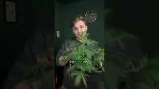 HST: Defoliation - ENTLAUBEN in 1 Minute erkl&auml;rt! | #greennode