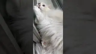 baby cute cat🐈