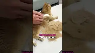 Brosse &agrave; Vapeur 3 en 1 Pour Chats