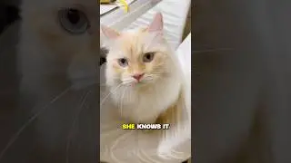 🛍️ Purina Cat Food - Product Review