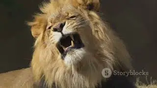 The Untold Story of Scarface: The Real Lion King
